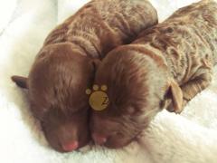 Той Пудель Ред Браун. Toy Poodle Red Brown