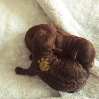 Той Пудель Ред Браун. Toy Poodle Red Brown