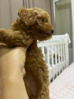 Карликовый пудель ред браун и черный. Toy Poodle Red Brown.