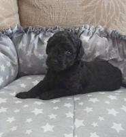 Карликовый пудель ред браун и черный. Toy Poodle Red Brown.