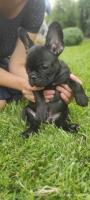 Französische Bulldogge Welpen