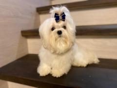 Подрощенный кобель мальтийской болонки(Maltese) от Ирлайн-дог