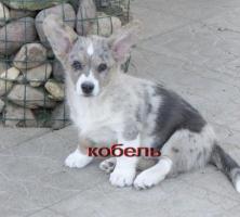 Вельш корги кардиган