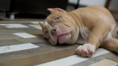 American Bully