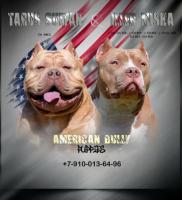 American Bully