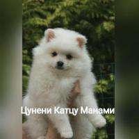 Японский шпиц щенки