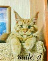 Maine Coon kittens