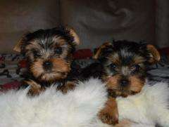 Welfe Welfe  Yorkshire terrier, Foksterier
