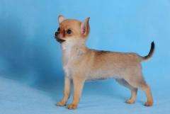 Girl Chihuahua from Moskow
