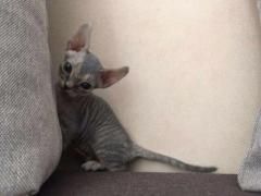 Продам котят породы Девон Рекс (devon rex)