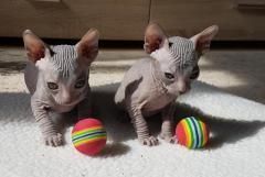 Don Sphynx Kätzchen