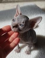 Don Sphynx Kätzchen