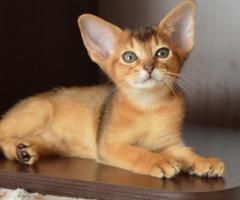 Абиссинские котята