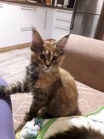 Котята породы мейн-кун