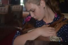 zum Verkauf wird ein Welpe von Thai Ridgeback angeboten