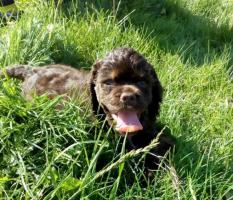 Cocker Spaniel Amerycan щенки