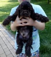Cocker Spaniel Amerycan щенки