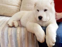 Puppies of the Central Asian Shepherd (Alabai)