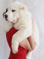 Puppies of the Central Asian Shepherd (Alabai)
