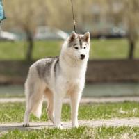 Beautiful girl Siberian Husky