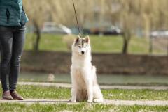 Beautiful girl Siberian Husky