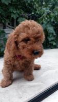 Щенки Toy red brown