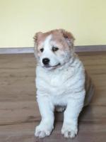 очень крупный мальчик среднеазиатской овчарки