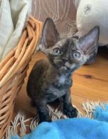 kittens Devon Rex girl and boy