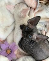 kittens Devon Rex girl and boy