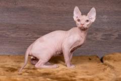 Hagrid kitten sphinx