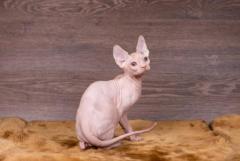 Hagrid kitten sphinx