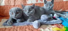 Британские и шотландские котята