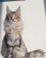 Maine Coon