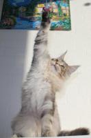 Maine Coon