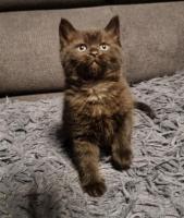 Katze