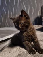 Katze