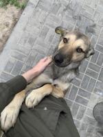Пес в хорошие руки